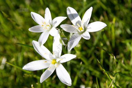 Lily家族春花星伯利恒Ornithodalumbubel背景图片