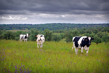 三头奶牛在绿地上喷涂三图片