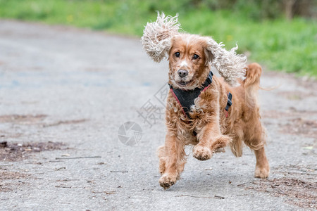 小狗可卡犬跑向你图片