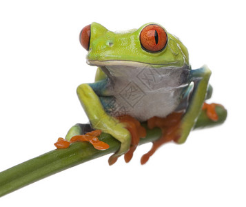 红眼树青蛙阿加利施尼斯克里米德里亚斯图片