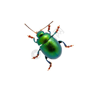 孤立在白色背景上的绿色甲虫图片