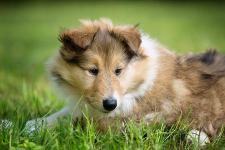 草地上的牧羊犬小狗图片