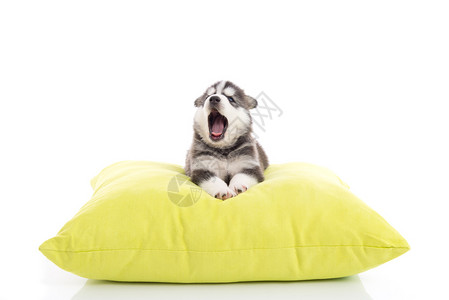 可爱的西伯利亚哈士奇小狗在绿色枕头上打哈欠图片