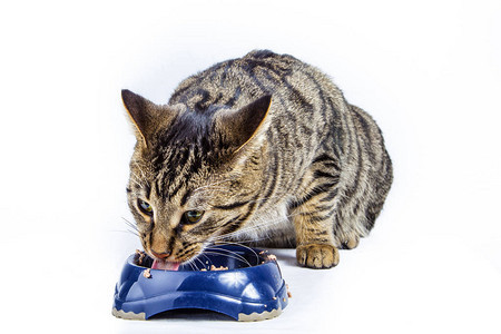 饿着肚子的猫从食图片