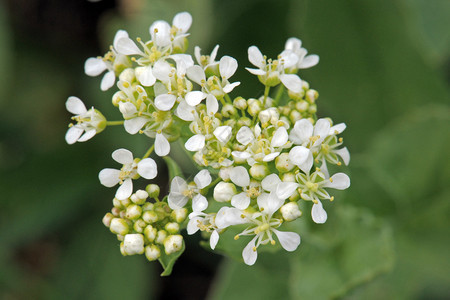 白花水芹Lepidiumdraba的特写图片