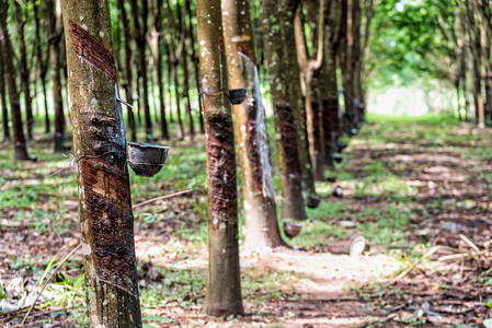 从泰国种植园的树上滴下天然白乳胶滴液的HeveaBrasiliensis或HeveaBras图片