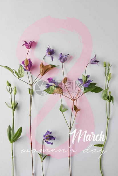 白色背景紫罗兰花的顶视图妇女节插图图片