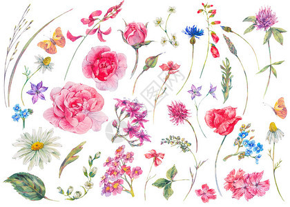 水彩复古花卉夏季自然元素集图片