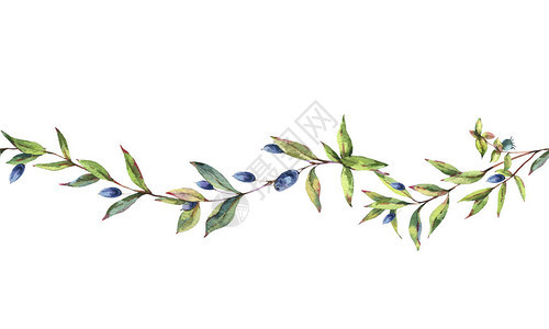 水彩桃金娘复古水彩无缝边框与绿叶树枝浆果桃金娘树枝白色背景上的植物图片