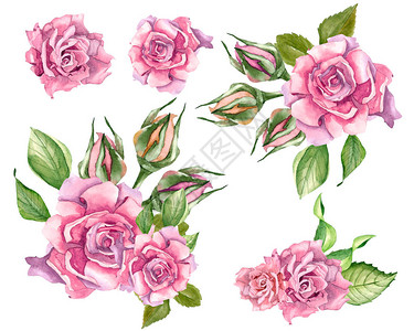 用水彩画的叶子的粉红玫瑰图片