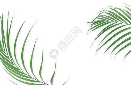 白色背景上的热带棕榈叶最小的质夏季风格平躺图像大小约为5500x3图片