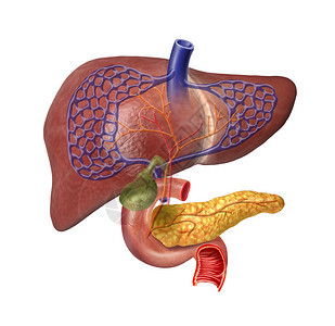 人体肝脏系统剖面图图片