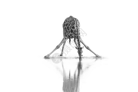 南非野生长颈鹿GiraffaGiraffaGiraffa的艺术黑白照片来自白种背景隔绝的水坑图片