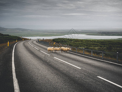 冰岛羊群过马路图片