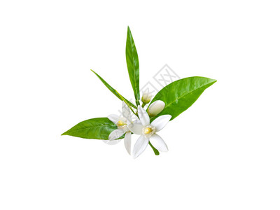 苦橙花图片 苦橙花素材 苦橙花高清图片 摄图网图片下载