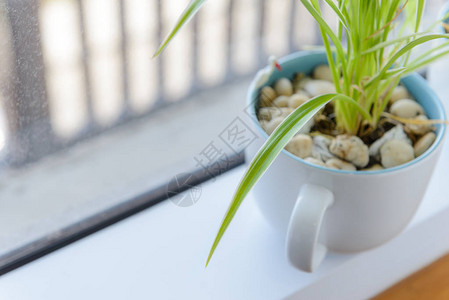 站在窗台上的白色陶瓷花盆中的蜘蛛植物图片