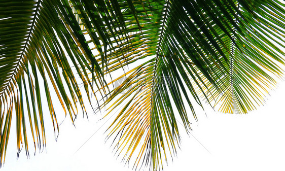 白种树上的椰子树叶以图片