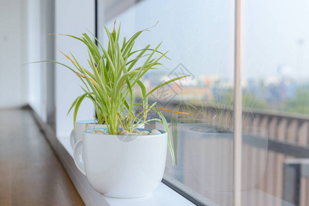 站在窗台上的白色陶瓷花盆中的蜘蛛植物图片