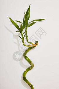 白色背景叶子的绿色竹茎的顶部视图图片