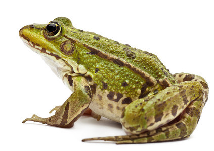 欧洲普通青蛙或食用青蛙拉纳埃斯库伦塔背景图片