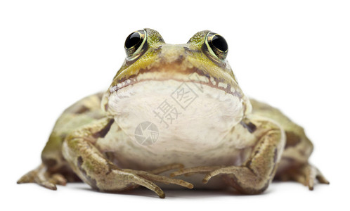 欧洲普通青蛙或食用青蛙拉纳埃斯库伦塔图片