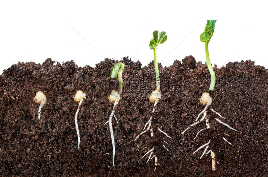 在白色背景上孤立的这一段土壤中的种子发芽过程高清图片下载正版图片503263135摄图网