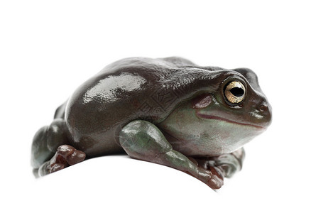 澳大利亚绿树蛙图片
