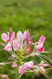 蜘蛛花或蜘蛛花图片