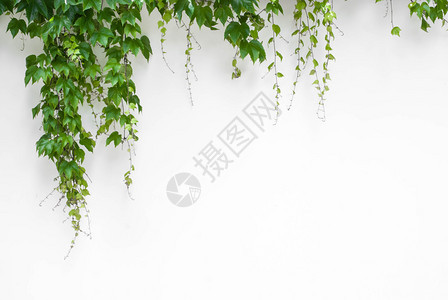 绿色常春藤与白图片