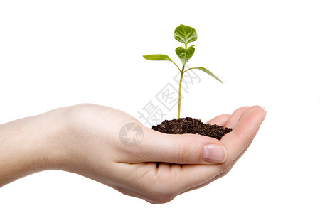 女手握着一个小芽和一把土背景图片