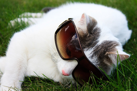 白猫躺在绿草丛中戴着墨镜的照片背景图片