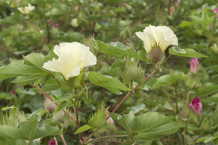 棉花棉花植物棉花芽图片