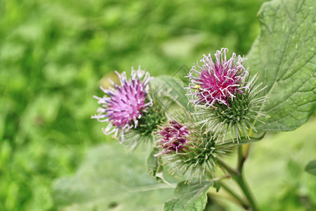 田野的花朵鲜花大伯多克Acctium图片