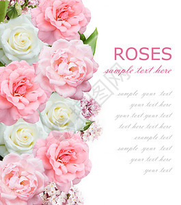 玫瑰花和银花背景用样本文图片