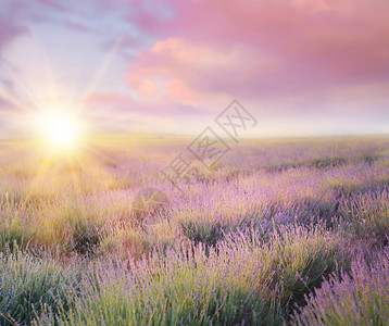 在法国普罗旺斯的紫衣草田上背景图片