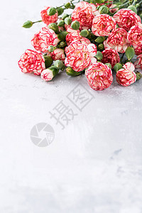 情人节或母亲节贺卡的美丽的粉红康乃馨花背景复图片