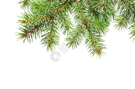 将圣诞树枝混合在白色孤立背景的边际图片