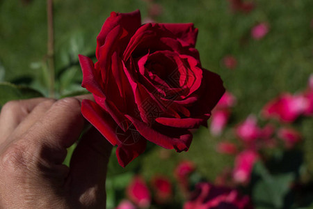 美丽的七彩玫瑰在手背景图片