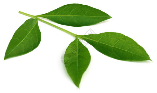 一片绿色的花油树叶在白色背景图片