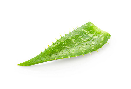 Aloevera叶片白底图片