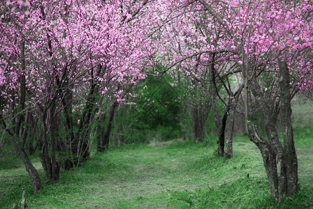 樱花美丽的春天花园图片