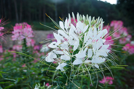 花园里的蜘蛛花粉红色和白色图片