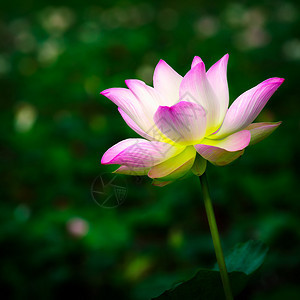 美丽的粉红色莲花图片