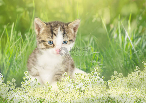 小猫咪坐在花朵里小猫图片
