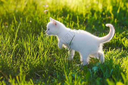蓝眼睛的可爱小猫白绿草宠物图片