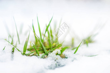 绿草通过雪盖发芽的特写镜头春天的开始冬末背景图片