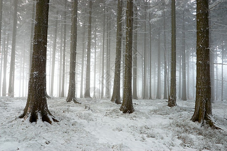 有雾的冬天松树林在背景中图片