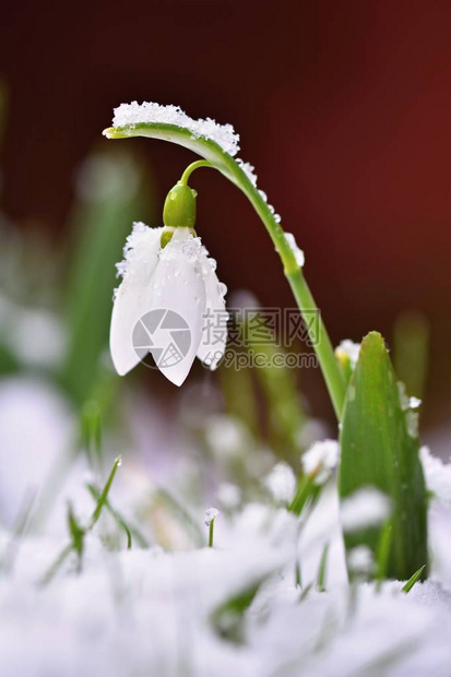 雪花莲春天的花朵图片