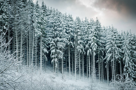 树木上下雪的冬季图片