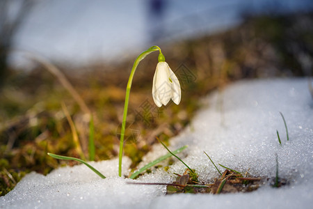 春雪花朵在阳光明媚的白背景图片